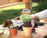 Transferring Soil Plants To Hydroponic