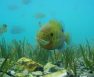 what do bluegill eat