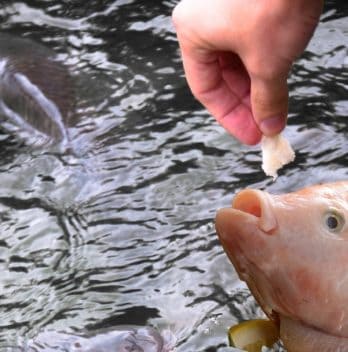 What To Feed Tilapia In Aquaponics