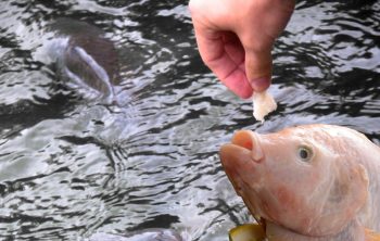 What To Feed Tilapia In Aquaponics