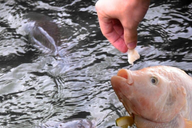 What To Feed Tilapia In Aquaponics Grower Today