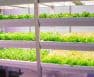 Are White LED Lights Good For Growing