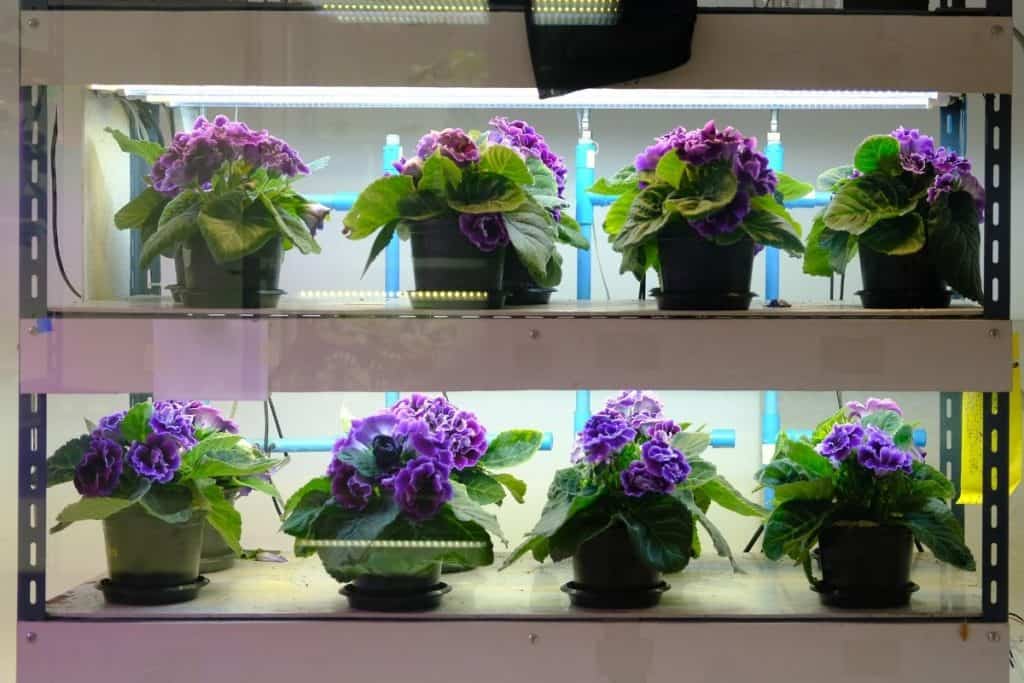 does artificial light work for plants