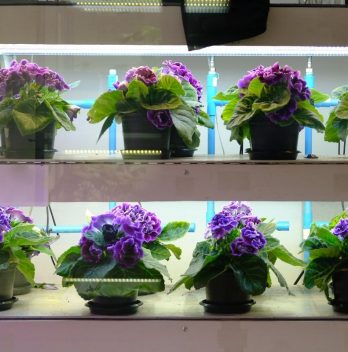 Does Artificial Light Help Plants