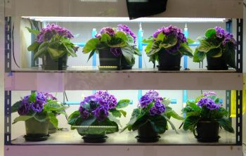 Does Artificial Light Help Plants