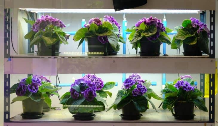 Does Artificial Light Help Plants