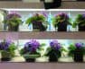Does Artificial Light Help Plants