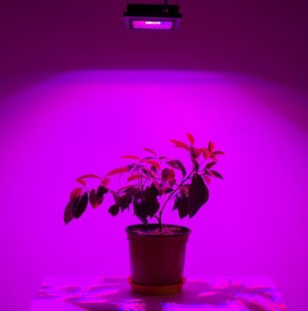 does the color of light affect plant growth