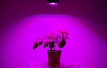 does the color of light affect plant growth