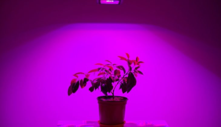 does the color of light affect plant growth