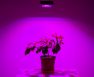 does the color of light affect plant growth