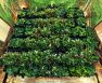 Grow Room Equipment Checklist