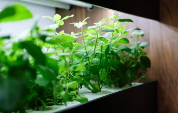 Grow Room Size Per Plant