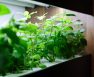 Grow Room Size Per Plant