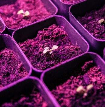 How Far Should Seedlings Be From Grow Light