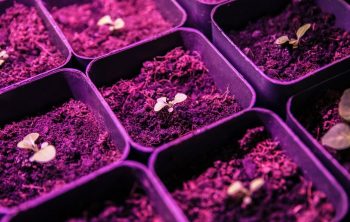 How Far Should Seedlings Be From Grow Light