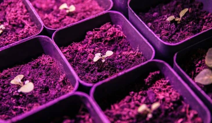 How Far Should Seedlings Be From Grow Light