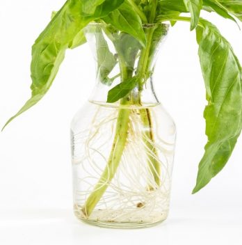 How To Grow Basil Hydroponically