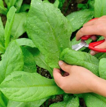 How To Harvest Leaf Lettuce