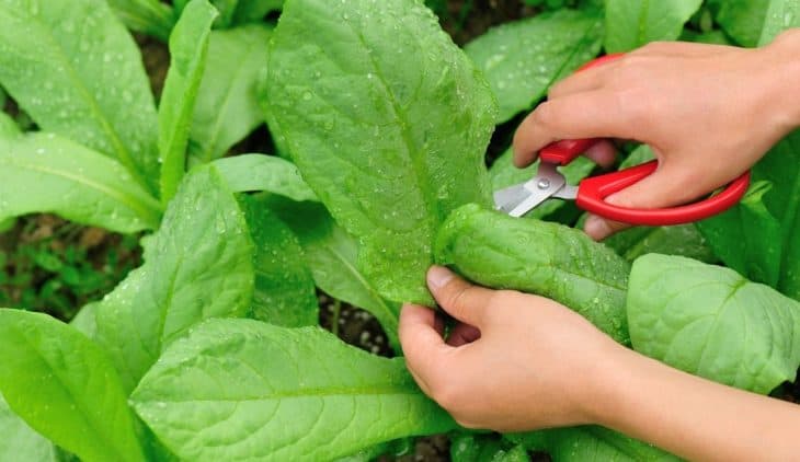 How To Harvest Leaf Lettuce