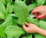 How To Harvest Leaf Lettuce
