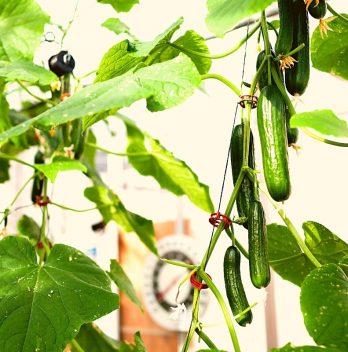 hydroponic cucumber nutrient formula