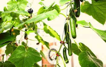 hydroponic cucumber nutrient formula