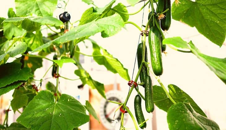 hydroponic cucumber nutrient formula