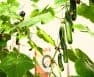 hydroponic cucumber nutrient formula