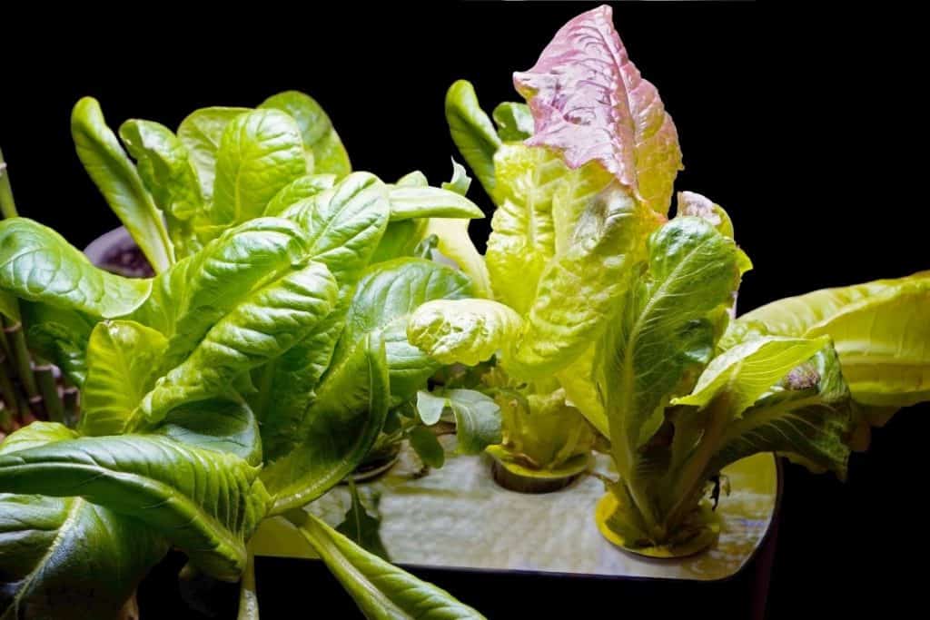 PH For Hydroponic Lettuce Grower Today