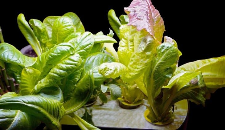 PH For Hydroponic Lettuce