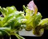 PH For Hydroponic Lettuce