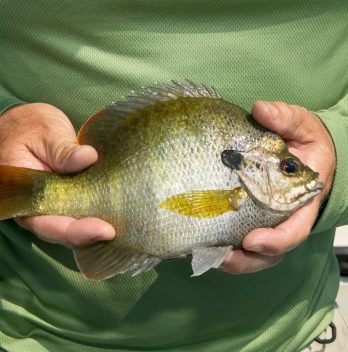 bluegill aquaponics