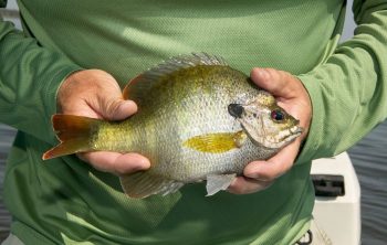 bluegill aquaponics