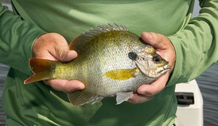 bluegill aquaponics