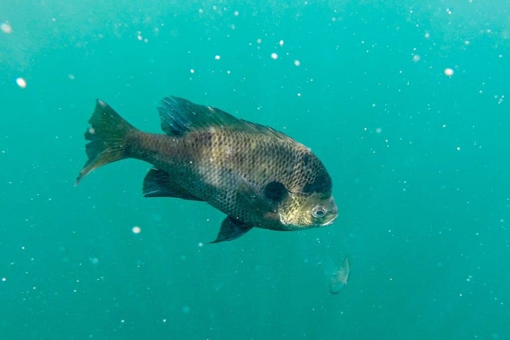 Raising Crappie In Tanks - Grower Today