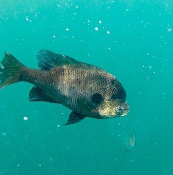 Raising Crappie In Tanks