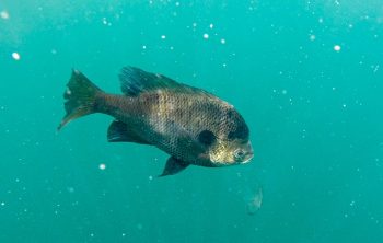 Raising Crappie In Tanks