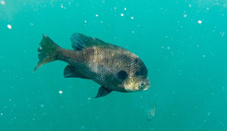 Raising Crappie In Tanks