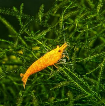 Raising Prawns In Aquaponics