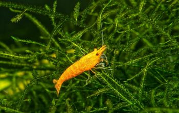 Raising Prawns In Aquaponics