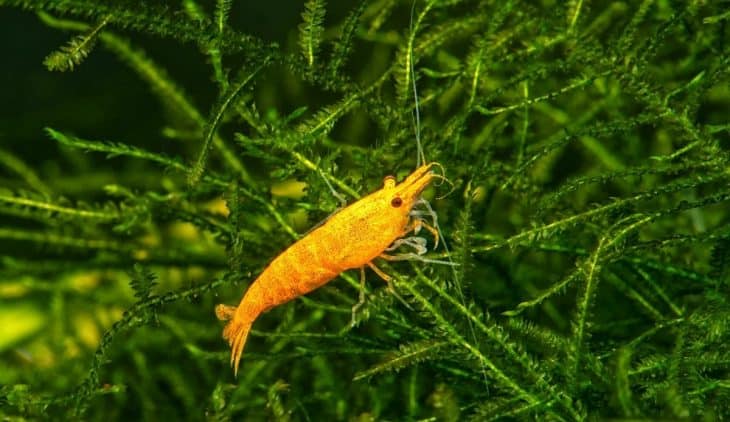 Raising Prawns In Aquaponics