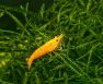 Raising Prawns In Aquaponics