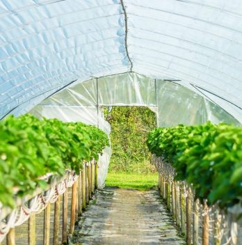 smallest grow tent