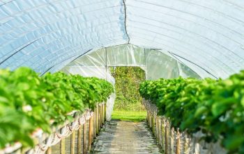 smallest grow tent