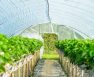 smallest grow tent