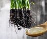 Types Of Rooting Hormones
