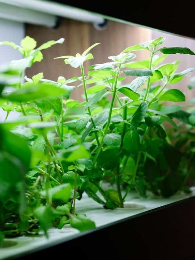 cropped-Grow-Room-Size-Per-Plant.jpg