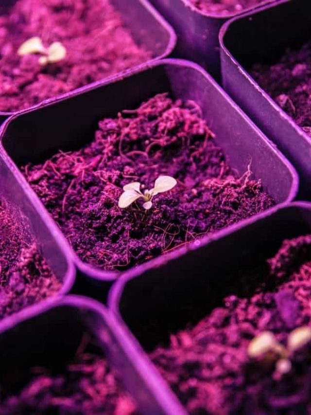 cropped-How-Far-Should-Seedlings-Be-From-Grow-Light.jpg