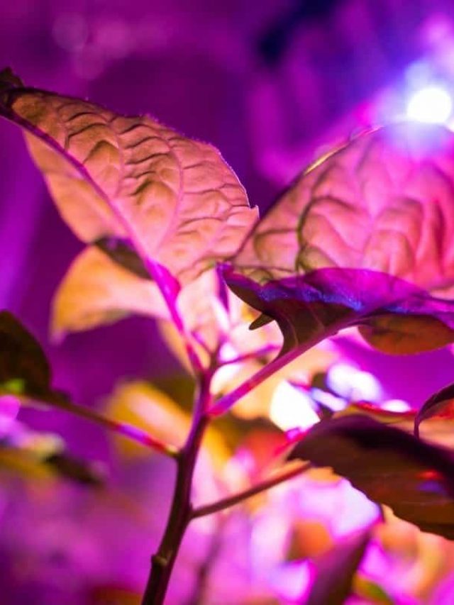 cropped-How-Many-Watts-Per-Plant-For-Led-Grow-Lights.jpg
